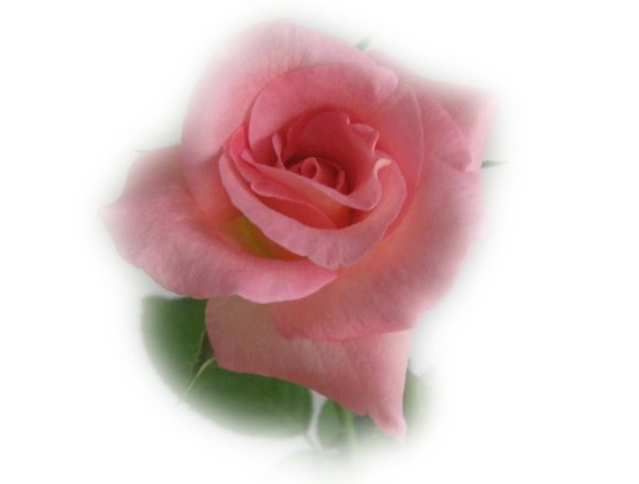 Beautiful pink rose