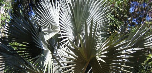 Bismark Palm