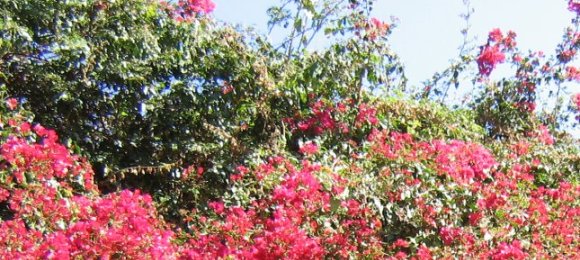 Bougainvillea