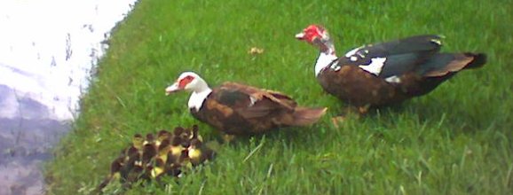 Happy duck family