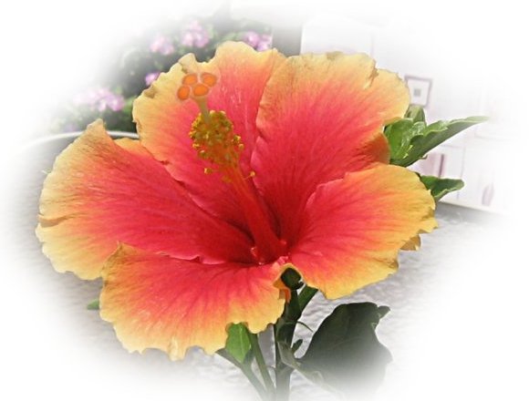 Beautiful hibiscus