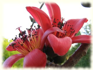 Huge red Kapok bloom