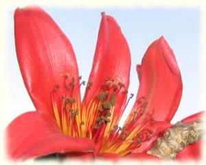 Kapok tree flower