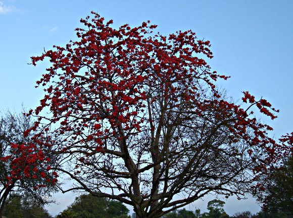 Kapok tree in full of bloom