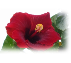 red hibiscus