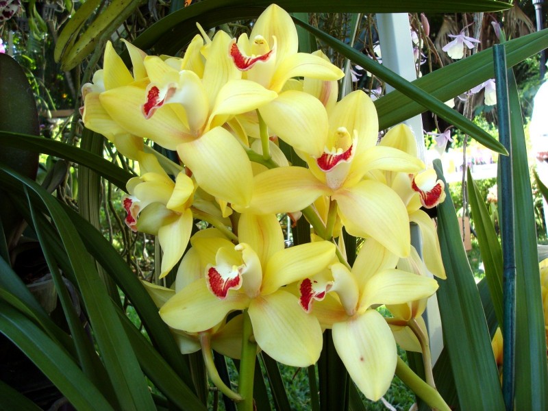 Happy Blog Yellow Cymbidium Orchid 