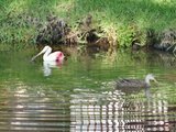 roseate spoonbill