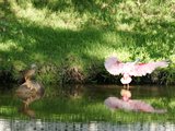 roseate spoonbill