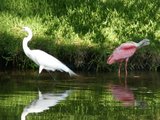 roseate spoonbill