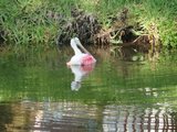 roseate spoonbill