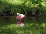 roseate spoonbill