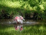 roseate spoonbill