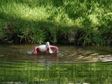 roseate spoonbill