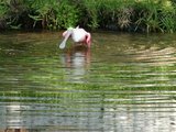 roseate spoonbill