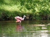 roseate spoonbill