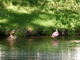 roseate spoonbill