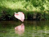 roseate spoonbill