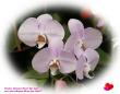 orchid