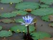 blue water lily