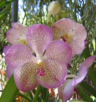 Orquídeas exóticas - postales