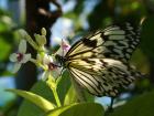 Butterfly eCard