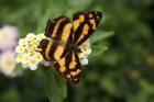 Butterfly photo eCard