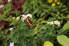 Butterfly photo eCard