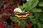 Butterfly photo eCard