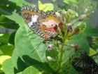 Butterfly love cards