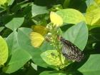 Butterfly love cards