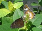 Butterfly love cards