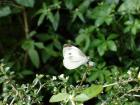 Butterfly love cards