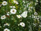 Butterfly love cards