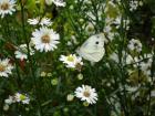 Butterfly love cards