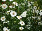 Butterfly love cards