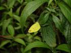 Butterfly love cards