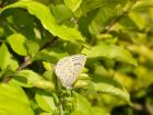 Butterfly love cards