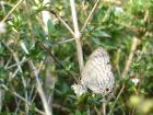 Butterfly love cards