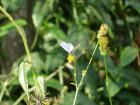 Butterfly love cards