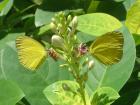 Butterfly love cards