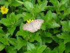 Butterfly love cards