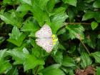 Butterfly love cards