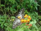 Butterfly love cards