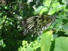 Butterfly love cards