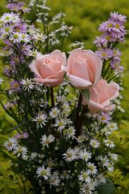 cartes de voeux - ecartes gratuites avec roses rosées