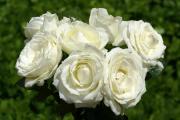 bouquet de roses blanches