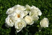 bouquet de roses blanches