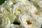 bouquet de roses blanches