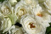 bouquet de roses blanches