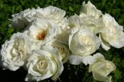 bouquet de roses blanches